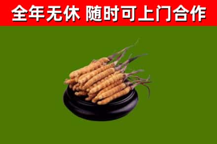 凤城市回收散虫草